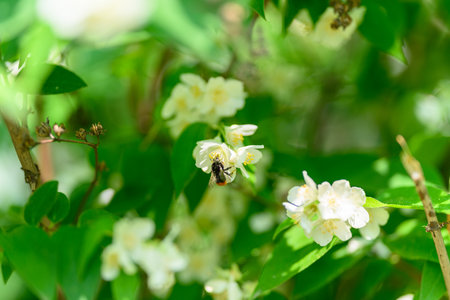 Beautifully blooming White Flowers with a Bee Pollinating amidst the Lush Greenery all aroundの写真素材