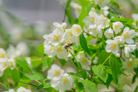 Exquisite and Beautiful White Jasmine Flowers Gracefully with a Bee Pollinating Nearbyの写真素材