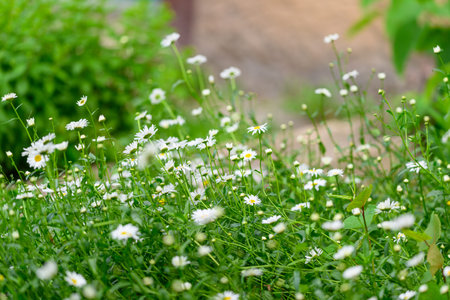 A Vibrant and Colorful Field of Wildflowers in Full Bloom, Showcasing Natures Beautyの写真素材