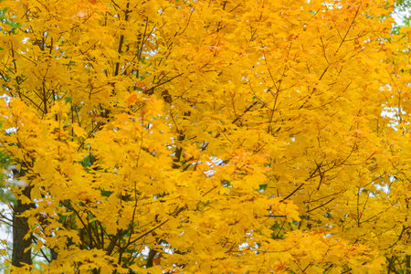 Vibrant Autumn Foliage A Truly Stunning Array of Bright Yellow Leaves That Dazzleの写真素材