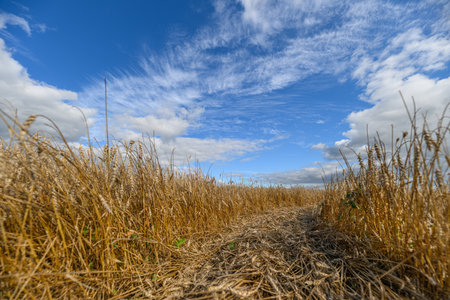 Vast Golden Fields Spread Wide Beneath a Bright and Clear Blue Sky, which stretches endlesslyの写真素材
