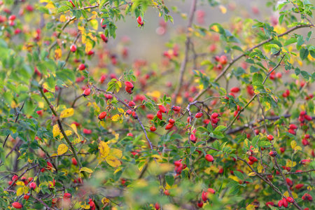 Experience the Stunning and Vibrant Fall Foliage Combined with Beautiful Bright Red Berries