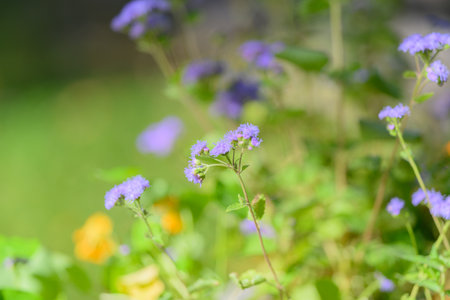 Vibrant and Beautiful Purple Flowers Blooming in a Lush, Green Garden Full of Lifeの写真素材