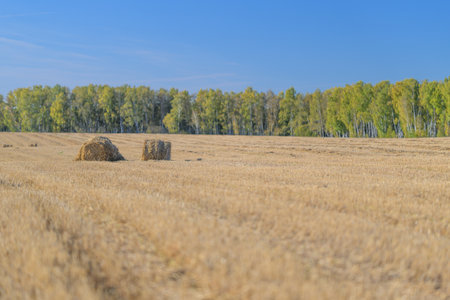 A serene landscape with golden hay bales in a field next to lush green trees in the scenic backgroundの写真素材