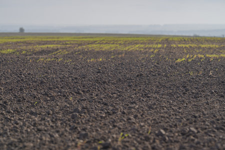 A Large Agricultural Field Featuring Vibrant Crops Thriving Beautifully Under Bright Sunlightの写真素材