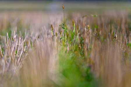 A Gentle Landscape Full of Tall Grass, Lush Foliage, and Natural Serenity Awaits Youの写真素材