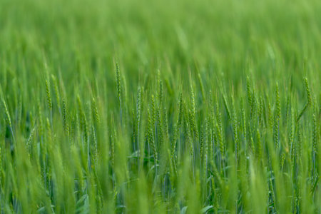 A Beautiful Lush Green Wheat Field Stretching Under an Endless Clear Blue Sky Aboveの写真素材