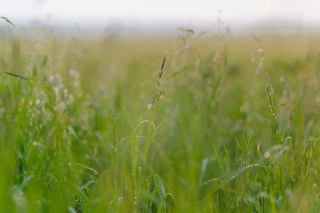 A Serene Green Meadow Bursting with Dewy Grass Embraced by Soft, Gentle Morning Light