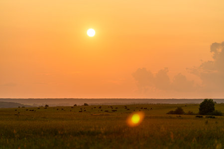 A Sunrise Over Beautiful and Lush Green Meadows That Invites Tranquility and Peaceful Momentsの写真素材