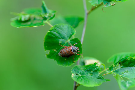 A CloseUp Image Featuring an Insect Resting on a Leaf in a Lush Green Environment