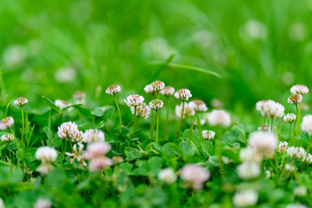 The Delicate Clover Blossoms are Beauty that Flourish in the Lush Green Grass of Natureの写真素材