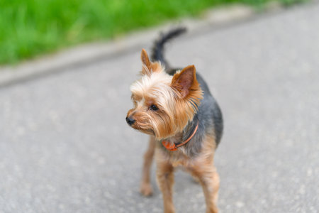 An adorable, charming Yorkshire Terrier in a lively urban setting, full of life and joyの写真素材