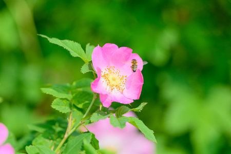 A Beautiful Pink Flower with a Bee perched on it, set against a Lush Green Backgroundの写真素材