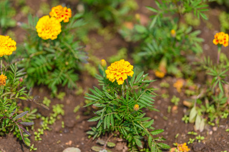 Stunning and Vibrant Marigold Flowers in Full Bloom and Radiant Color All Aroundの写真素材