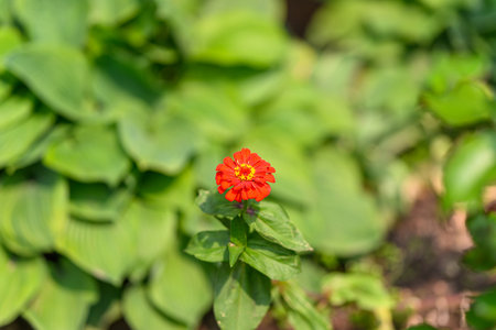 A Vibrant Red Flower Beautifully Surrounded by Lush Green Foliage, Capturing Natures Essenceの写真素材