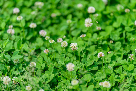 Lush and Vibrant Clover Field Adorned with Beautiful White Blossoms in Springtimeの写真素材