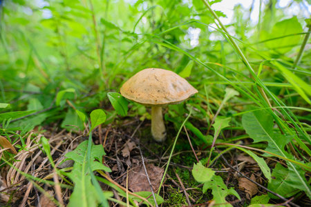 A solitary brown mushroom is growing beautifully among the vibrant green grass in nature