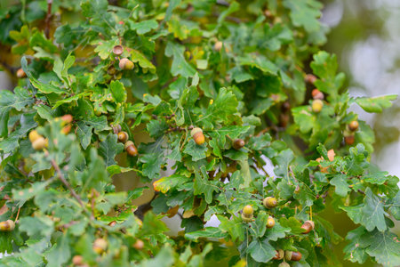 The majestic Oak Tree displays its acorns and lush green leafy foliage beautifully and vibrantly