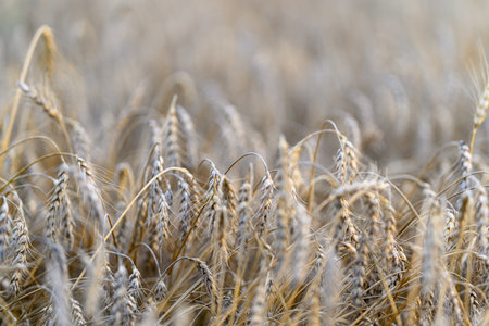 A Stunning Golden Wheat Field Illuminated by Soft Natural Light Creates a Beautiful Sceneの写真素材