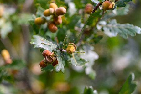 A CloseUp View of Oak Tree Acorns and Their Leaves in the Beauty of Natures Splendorの写真素材