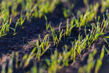 Fresh Green Grass Sprouts Beautifully on Rich Dark Soil, Showcasing the Wonders of Natureの写真素材