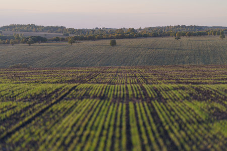 Expansive Agricultural Fields Brimming with Emerging and Flourishing Crops All Around