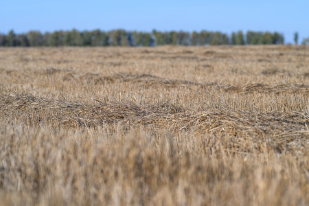 The sprawling Golden Fields Extend Out Underneath a Clear, Expansive Blue Sky Overheadの写真素材