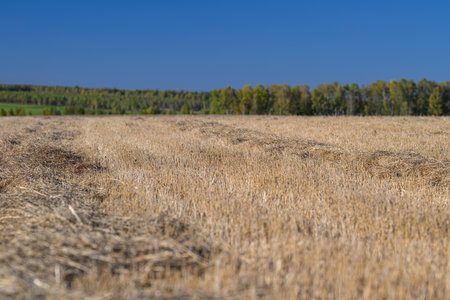 A Golden Wheat Field Stretching Out Beneath a Bright Blue Sky on a Beautiful Dayの写真素材
