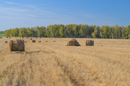 A Beautifully Harvested Field with Bales and a Lush, Expansive Horizon Clearly in viewの写真素材