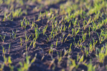Vibrant green grass sprouts healthily in rich soil, showcasing natures beauty and renewal