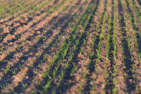 Vibrant and Lush Green Crops are Emerging Beautifully from the Rich, Fertile Soil Below