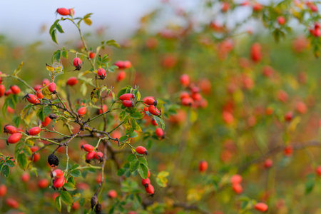 A stunning array of vibrant red berries adorns a bush in the beauty of natural surroundings