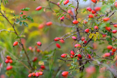 Vibrant Red Berries on Branch in Nature, capturing the beauty of the outdoors during autumnの写真素材