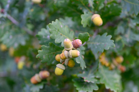 Oak acorns are growing on a tree branch, showcasing their natural beauty and vitality