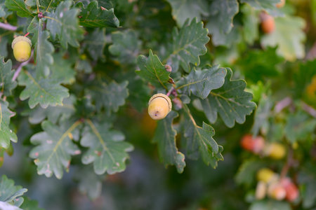 A closeup view of Oak Leaves and Acorns beautifully displayed in the wonders of Natureの写真素材