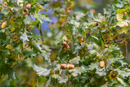 Acorns and Oak Leaves beautifully scattered in Autumns vibrant Surroundings with nature
