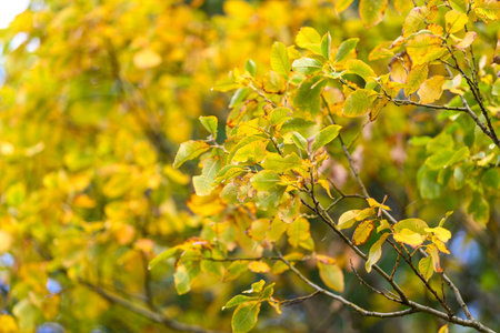 Vibrant and Stunning Autumn Leaves Showcasing a Beautiful and Diverse Array of Yellow and Green Hues