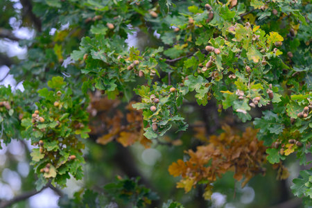 The Vibrant Oak Tree Leaves adorned with Acorns create a picturesque and beautiful sceneの写真素材