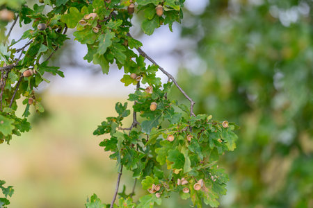 Beautiful Green Oak Leaves Along with Acorns Resting on a Branch Deep Within Natures Splendor