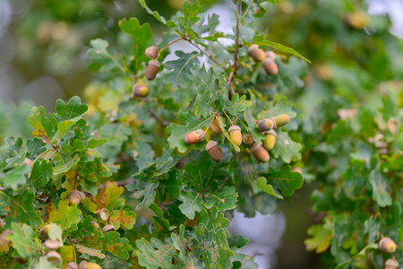 An Oak Tree adorned with Acorns underneath a Lush Green Canopy of foliage and leaves
