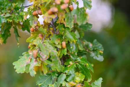A closeup image showcasing Oak Leaves along with Acorns beautifully captured in Nature