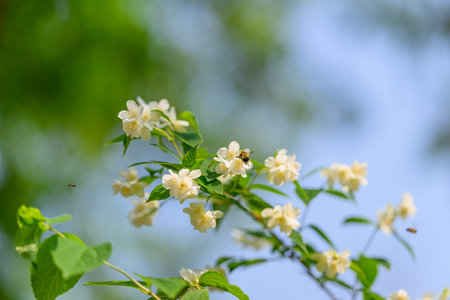 Delicate, Beautiful White Flowers in Spring Blooming Under a Clear Blue Sky in Natureの写真素材