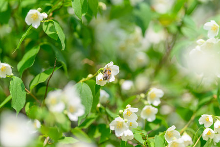 The beauty of blossoming flowers accompanied by bee pollination in the vibrant nature around us