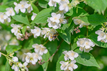 Bees Engaged in Pollinating White Flowers Amidst a Vibrant and Beautiful Natural Setting