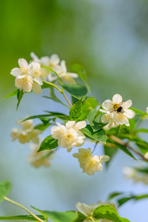 Delicate and Beautiful White Flowers in Full Bloom, Surrounded by Lush Green Leavesの写真素材
