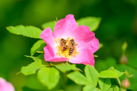 A group of bees diligently pollinating a beautiful pink flower that is blooming vibrantlyの写真素材
