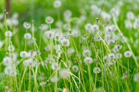 Dandelions in Full Bloom Natures Whimsical and Beautiful White Flowers in the Wildの写真素材
