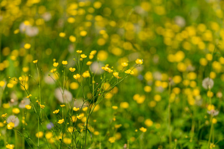 A Vibrant and Colorful Field Filled with Beautiful Yellow Wildflowers in the Springtimeの写真素材