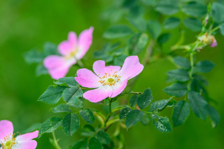 Delicate Pink Wildflowers Gracefully Surrounded by Lush Green Foliage and Leaves