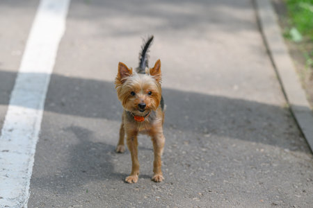 A small Yorkshire Terrier is happily walking along a scenic pathway in the parkの写真素材